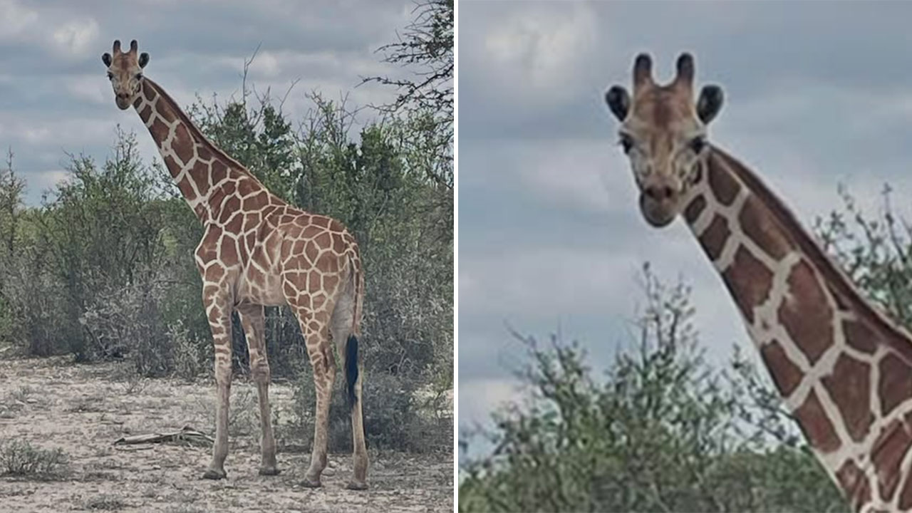 Giraffe loose in Texas: $5K reward offered for information leading to capture, safe return